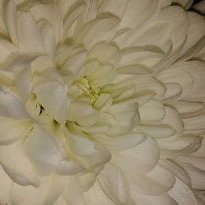 Meet your Posher, Shelbie